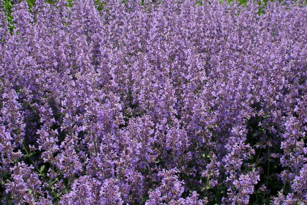 Lavanda. Vodič za početnike. 9 Lavandula angustifolia Folgate