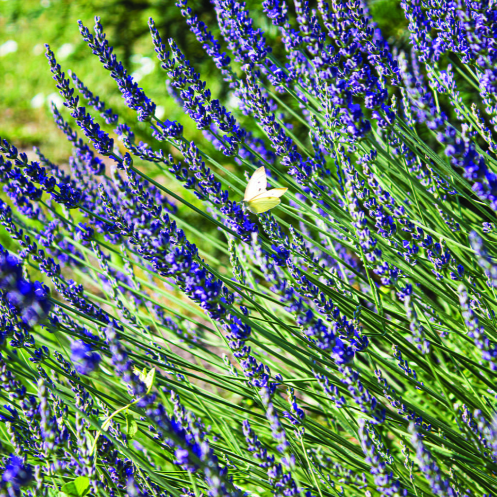 Blog 13 Lavanda. Vodič za početnike.