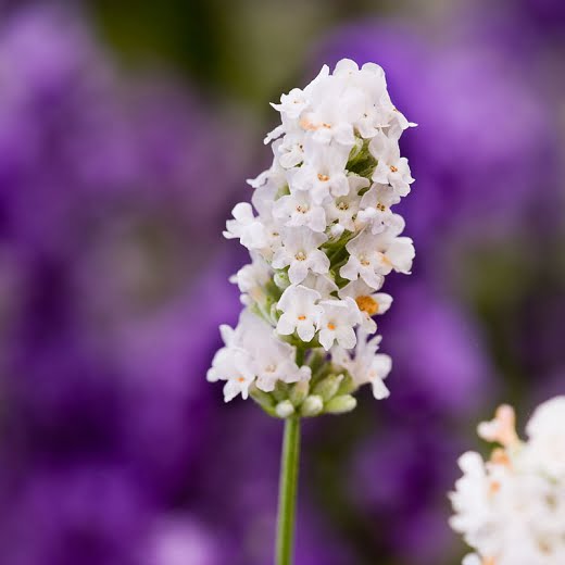 Lavanda. Vodič za početnike. 5 lavanda alba nana