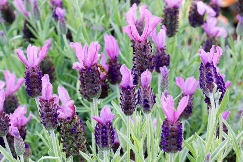 Lavanda. Vodič za početnike. 14 lavanda anouk