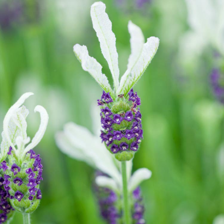 Lavanda. Vodič za početnike. 15 lavanda bellerina