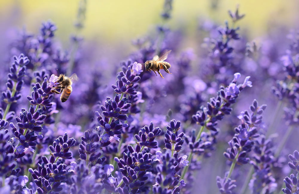 Lavanda. Vodič za početnike. 22 lavanda budrovka