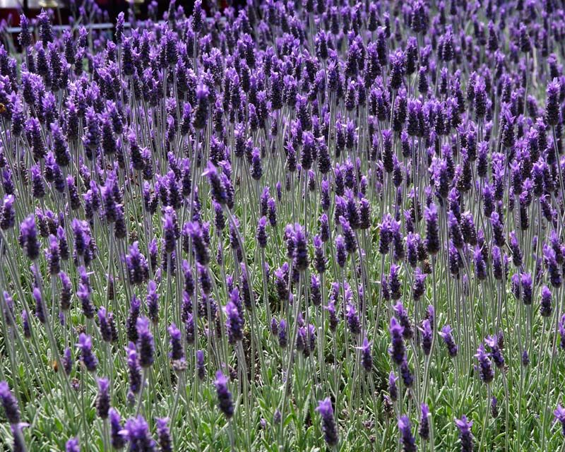 Lavanda. Vodič za početnike. 17 lavanda dentata