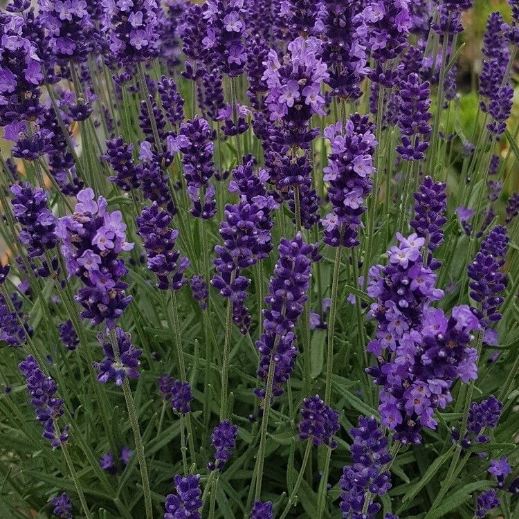 Lavanda u saksiji? Kako? 6 lavanda giant 1