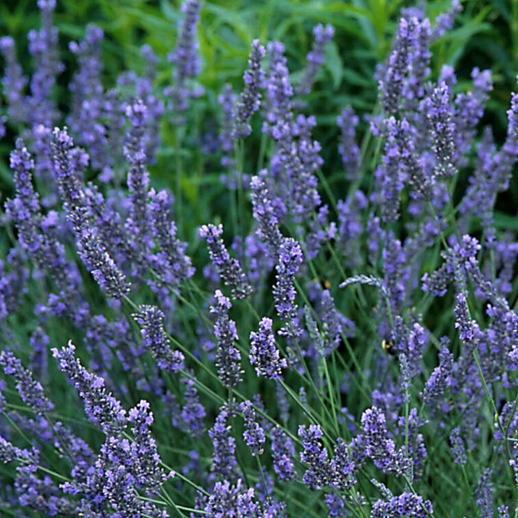 Lavanda u saksiji? Kako? 5 lavanda grosso