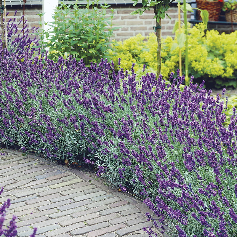 Lavanda. Vodič za početnike. 4 lavanda hidcote