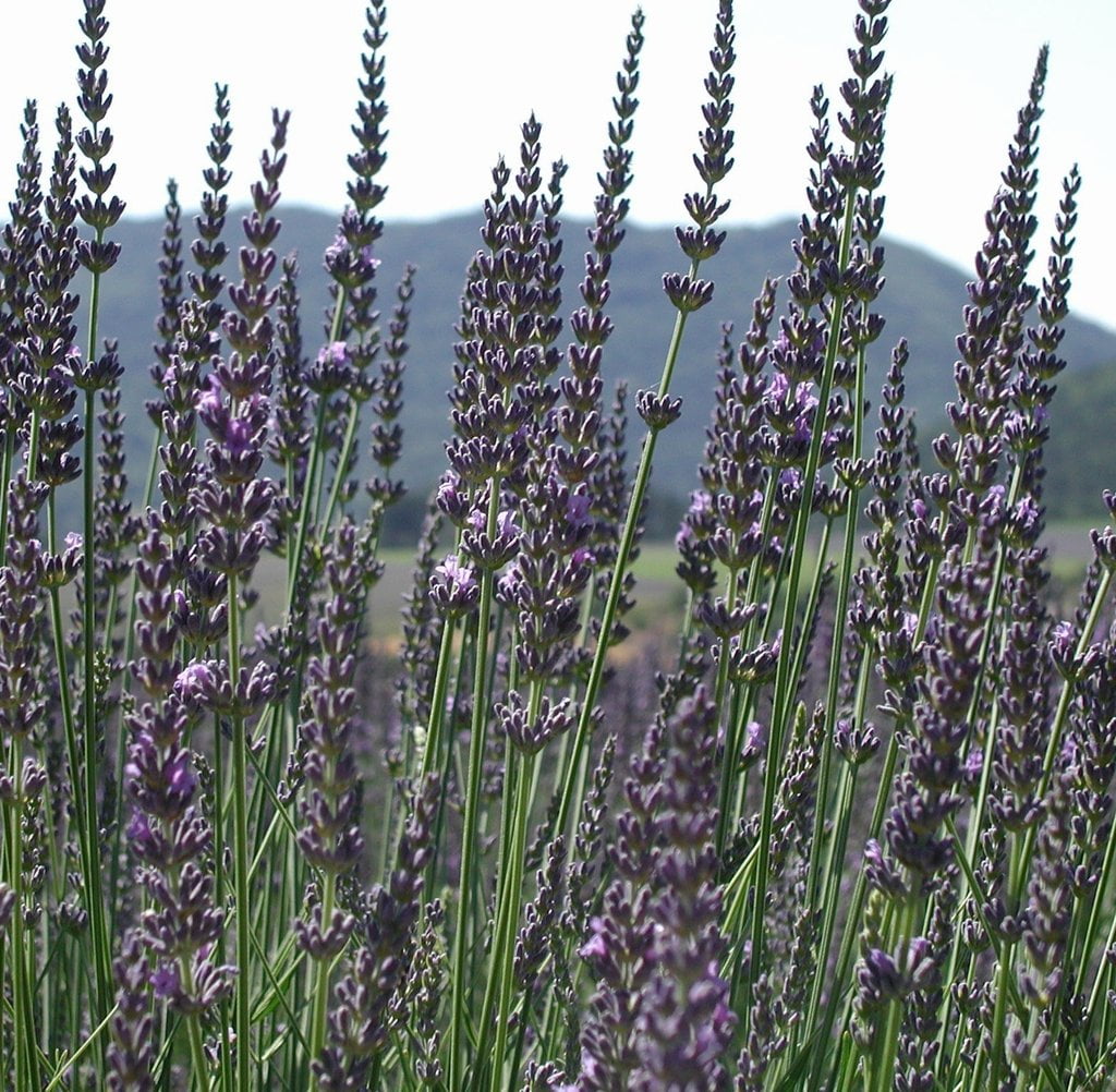 Lavanda. Vodič za početnike. 12 lavanda latifolia