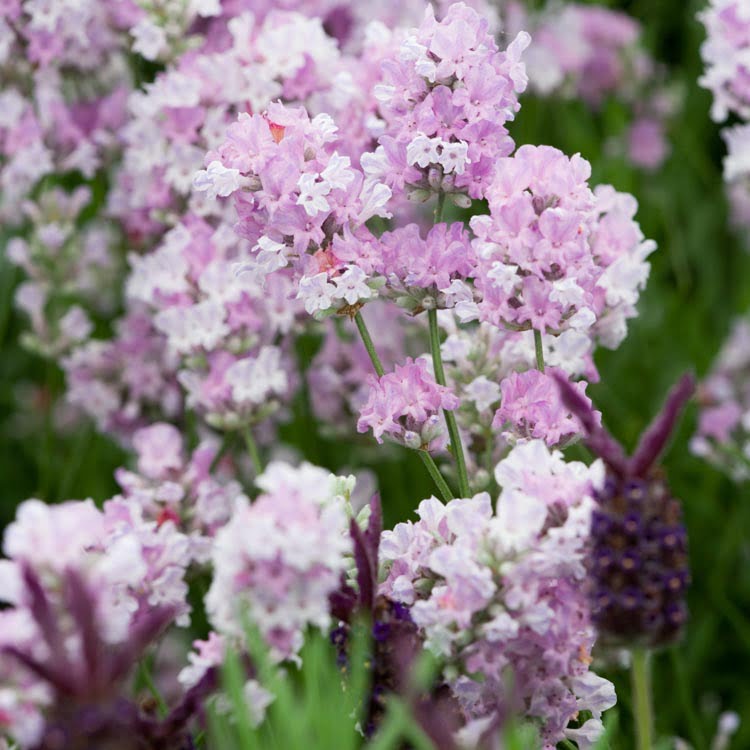 Lavanda. Vodič za početnike. 10 lavanda little lottie