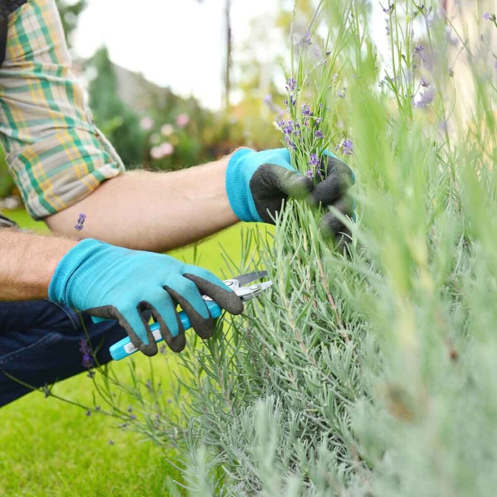 Lavanda u saksiji? Kako? 7 lavanda orezivanje