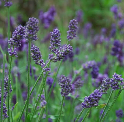 Lavanda. Vodič za početnike. 19 lavanda provence