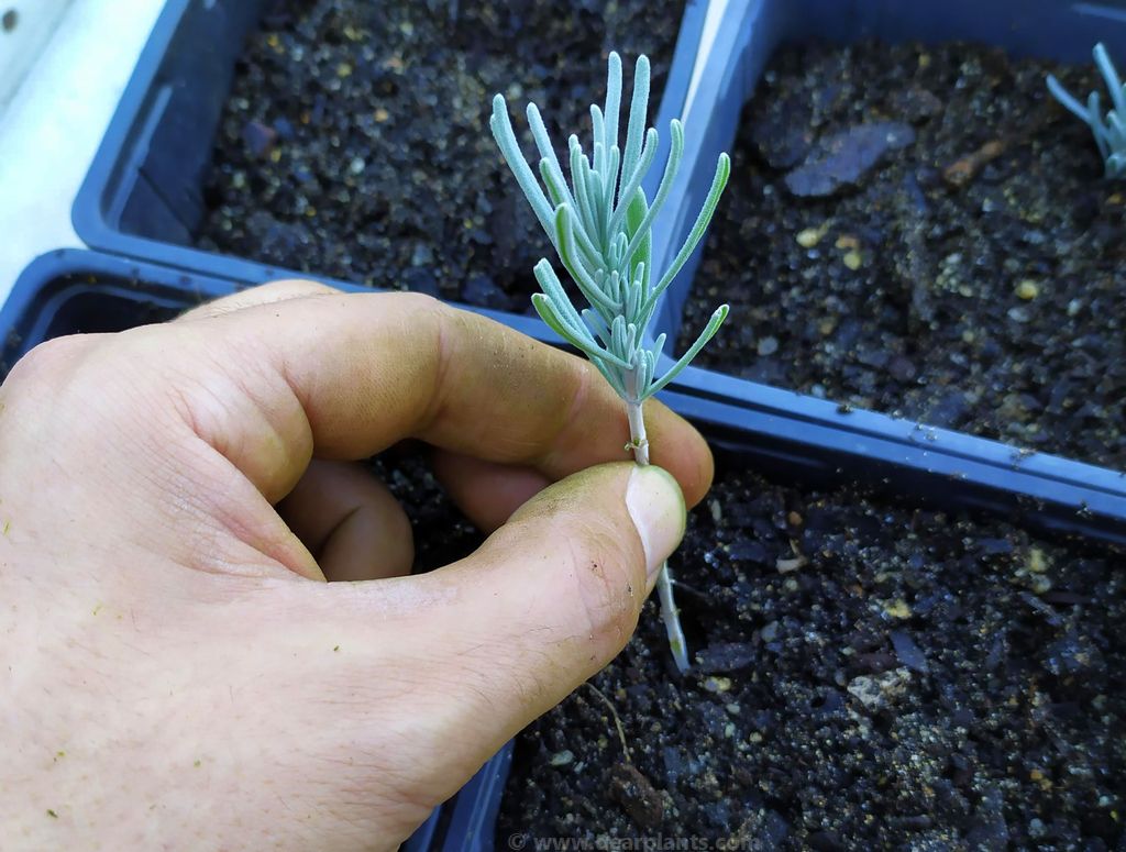 Lavanda u saksiji? Kako? 4 lavanda reznica