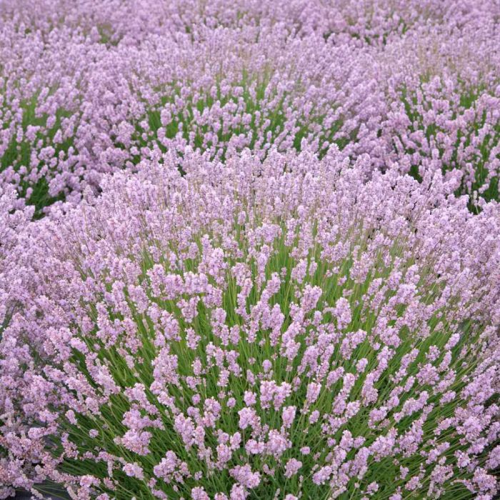 Lavanda. Vodič za početnike. 7 lavanda rosea