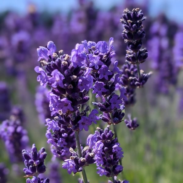 Lavanda. Vodič za početnike. 11 lavanda royal velvet