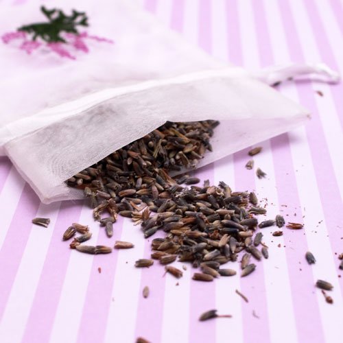 Lavanda u saksiji? Kako? 3 lavanda seme