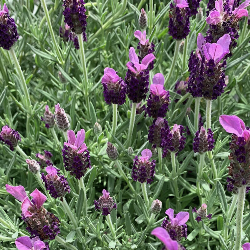 Lavanda. Vodič za početnike. 13 lavanda stoechas
