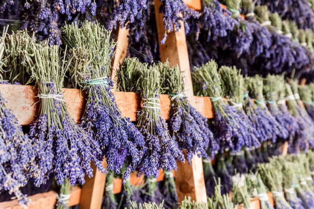 Lavanda u saksiji? Kako? 8 lavanda susenje