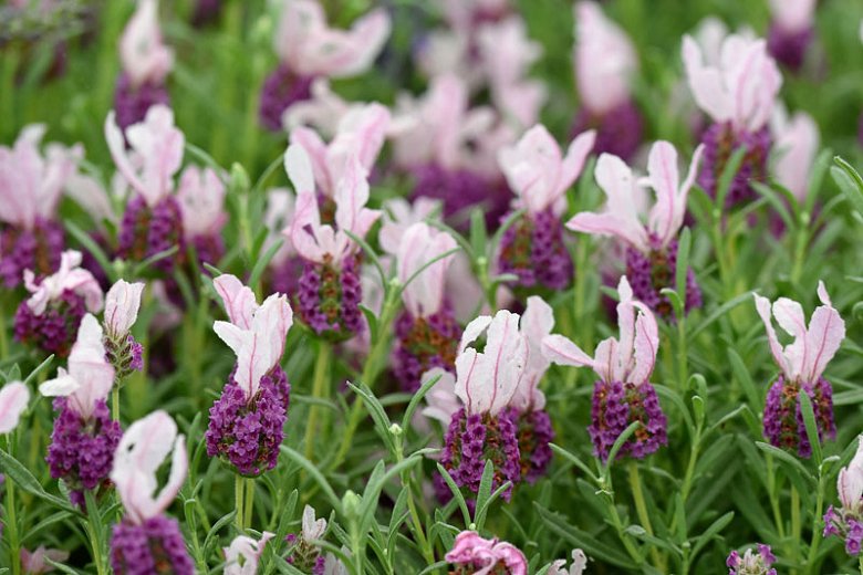 Lavanda. Vodič za početnike. 16 lavanda with love