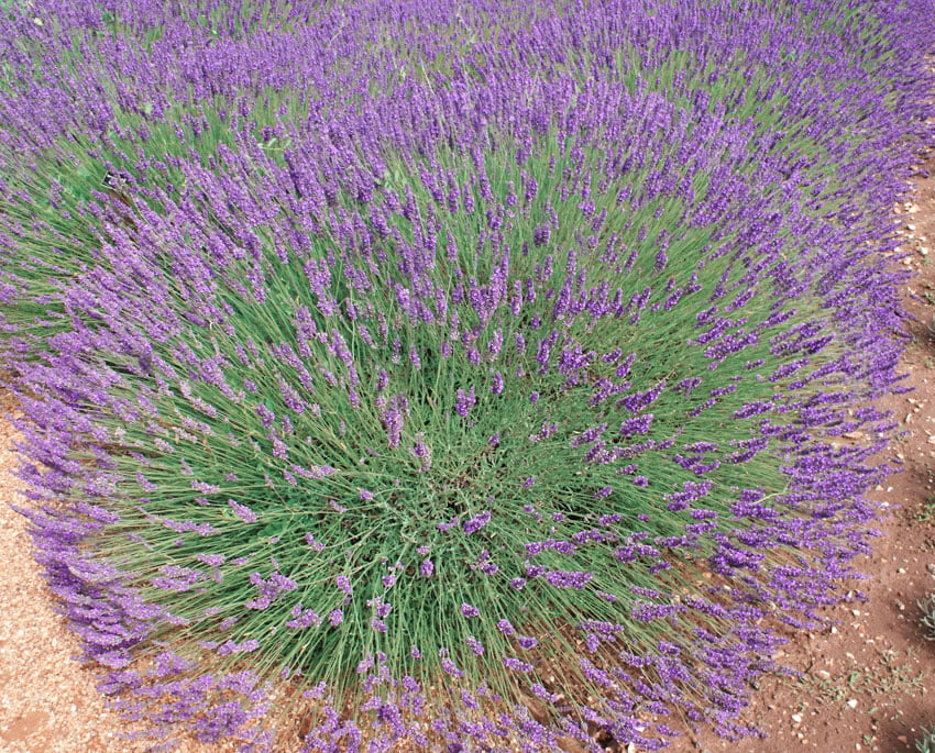 Lavanda. Vodič za početnike. 18 lavanda x intermedia