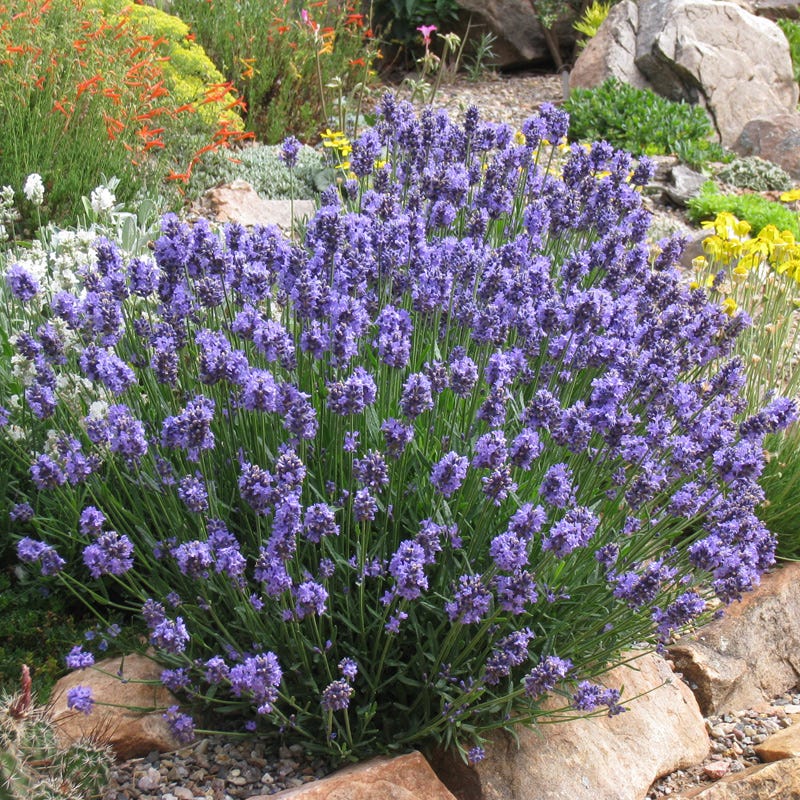 Lavanda. Vodič za početnike. 8 lavandula angustifolia thumbelina leigh