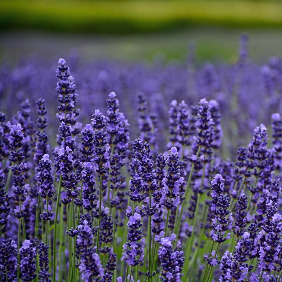 Lavanda. Vodič za početnike. 6 lavender munstead