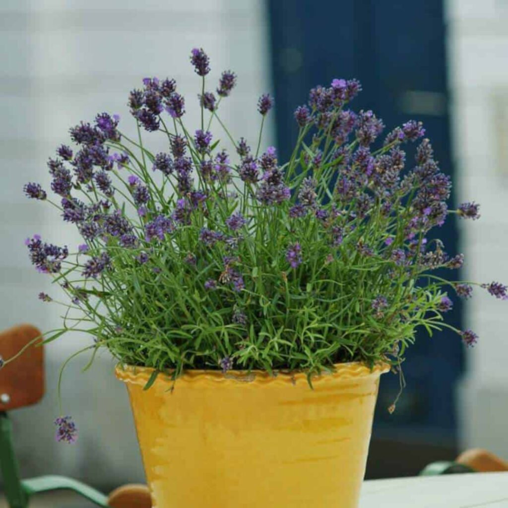 Blog 7 Lavanda u saksiji? Kako?